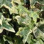 Hedera helix 'Goldchild' (kant en klaar haag)